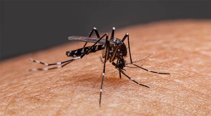 ডেঙ্গু আক্রান্ত ১২ হাজার ছাড়াল, একদিনে আক্রান্ত ৩১৭
